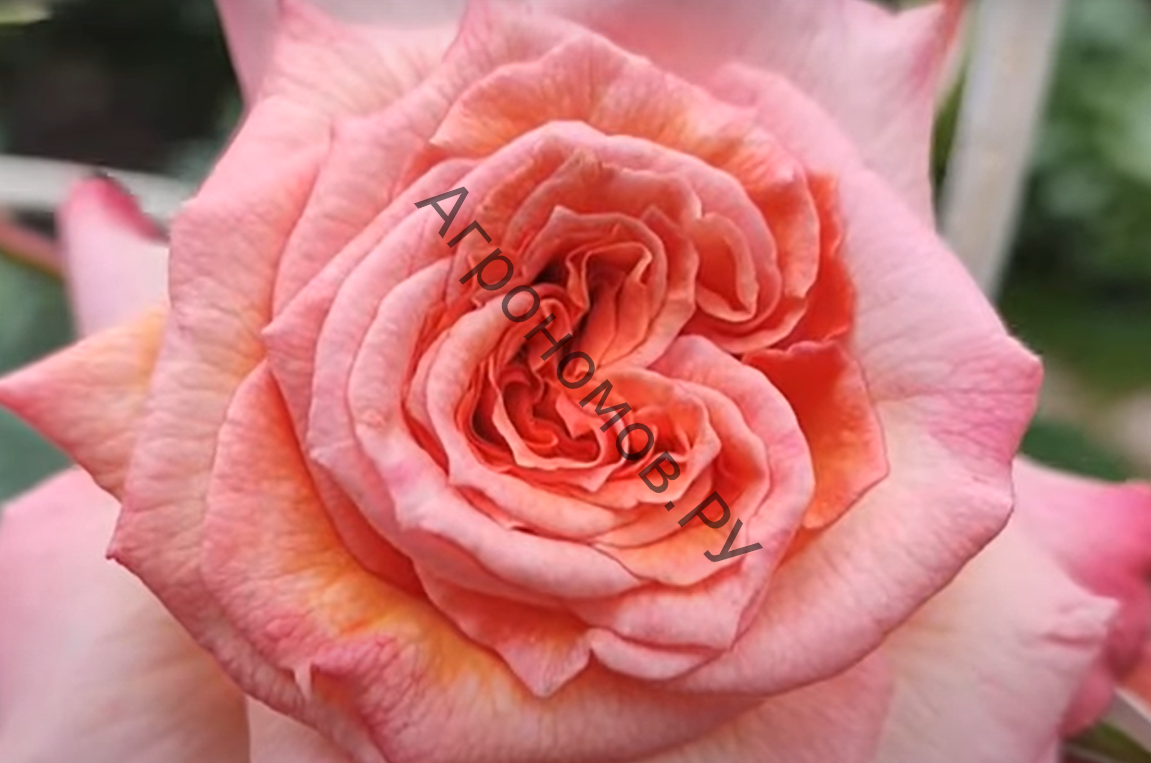 Роза плетистая Барок  - фото 1