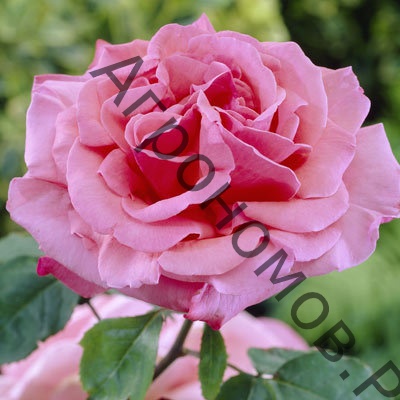 Роза чайно-гибридная Мисчиф - фото 1