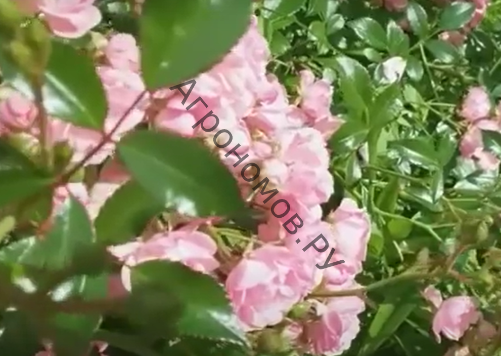 Роза почвопокровная Пинк Файр - фото 1