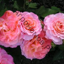 Роза чайно-гибридная Августа Луиза