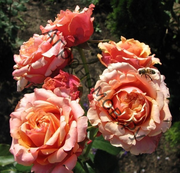 Роза чайно-гибридная Черри Бренди - фото 1