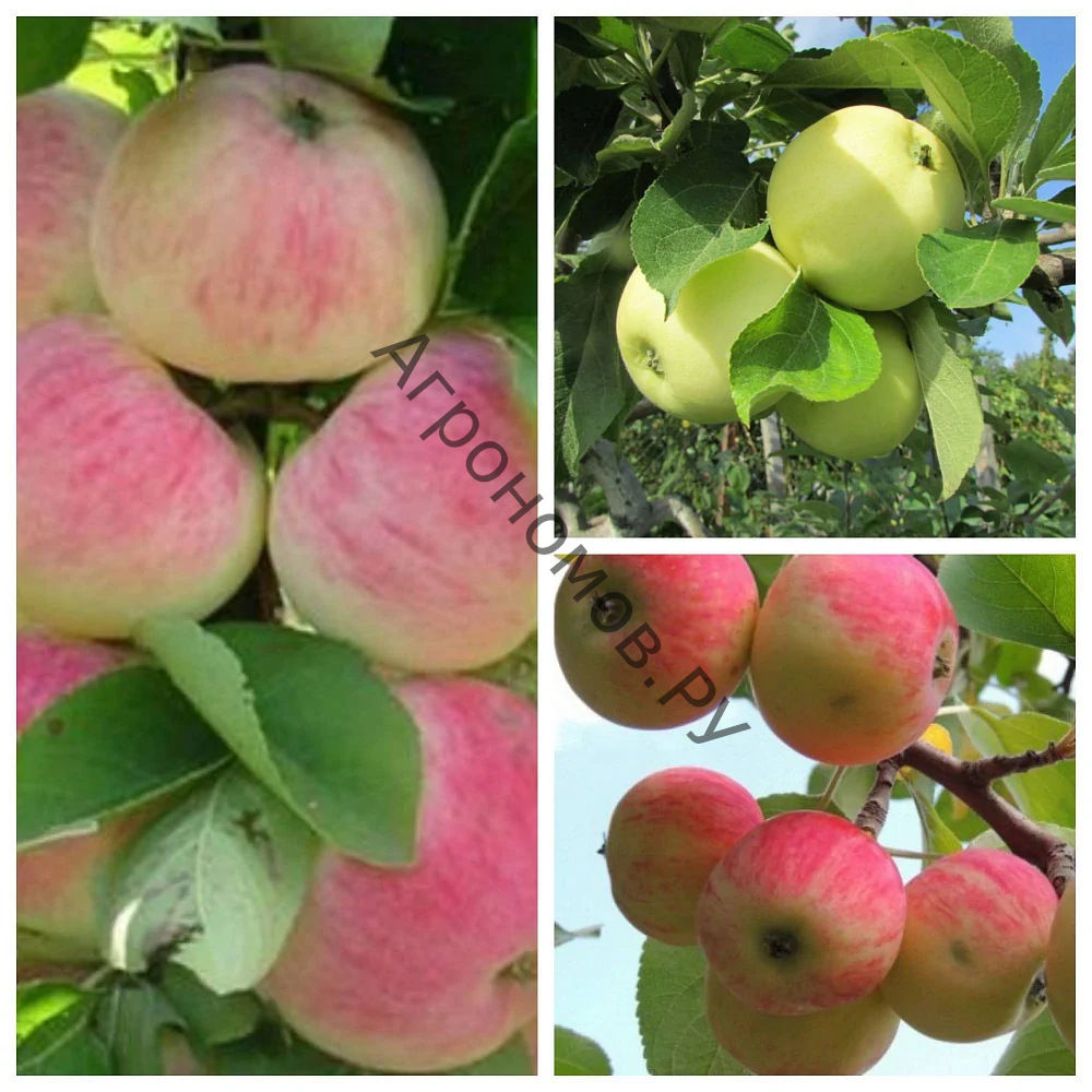 Дерево-сад (2-3летка) яблоня 3 сорта Орловское полосатое - Налив белый - Июльское Черненко - фото 1