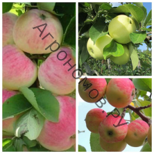 Дерево-сад (2-3летка) яблоня 3 сорта Орловское полосатое - Налив белый - Июльское Черненко