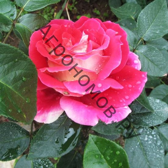 Роза чайно-гибридная Кроненбург - фото 1