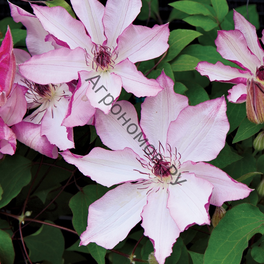 Клематис крупноцветковый Омоширо - фото 1