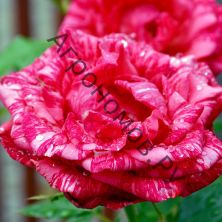 Роза чайно-гибридная Ред Интуишн