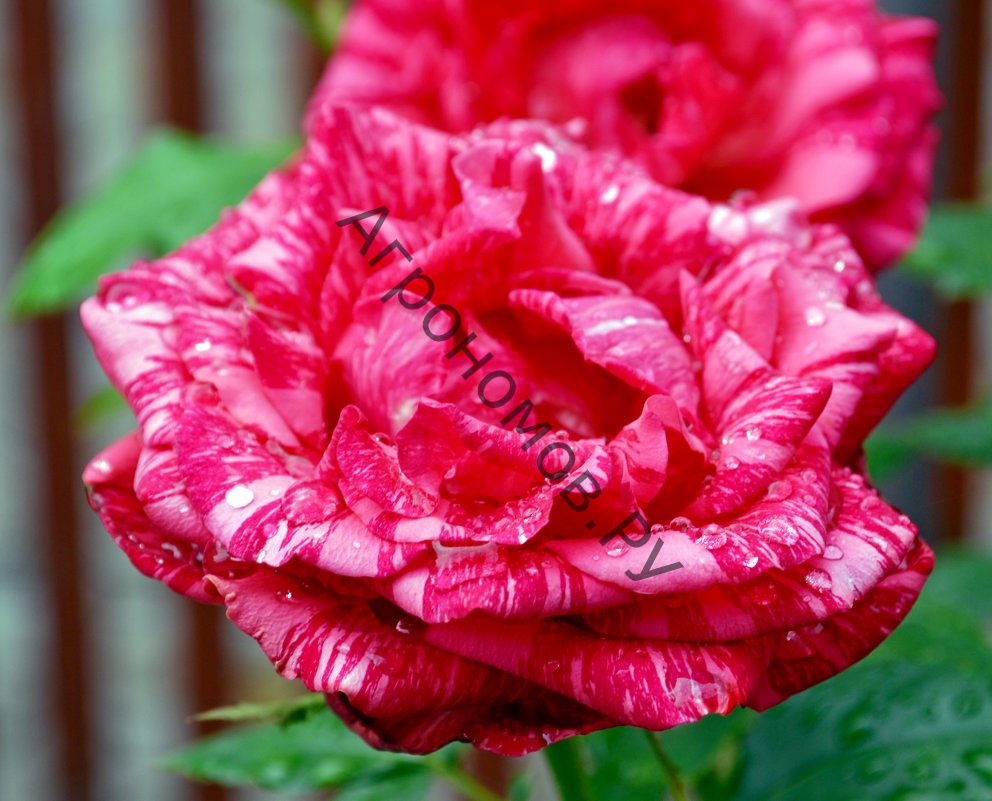 Роза чайно-гибридная Ред Интуишн - фото 1