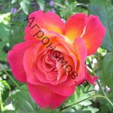 Роза чайно-гибридная Фоти Найнэ