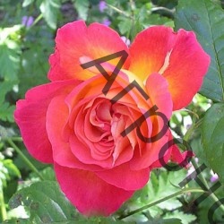 Роза чайно-гибридная Фоти Найнэ - фото 1