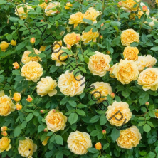 роза парковая Соломонс Голд