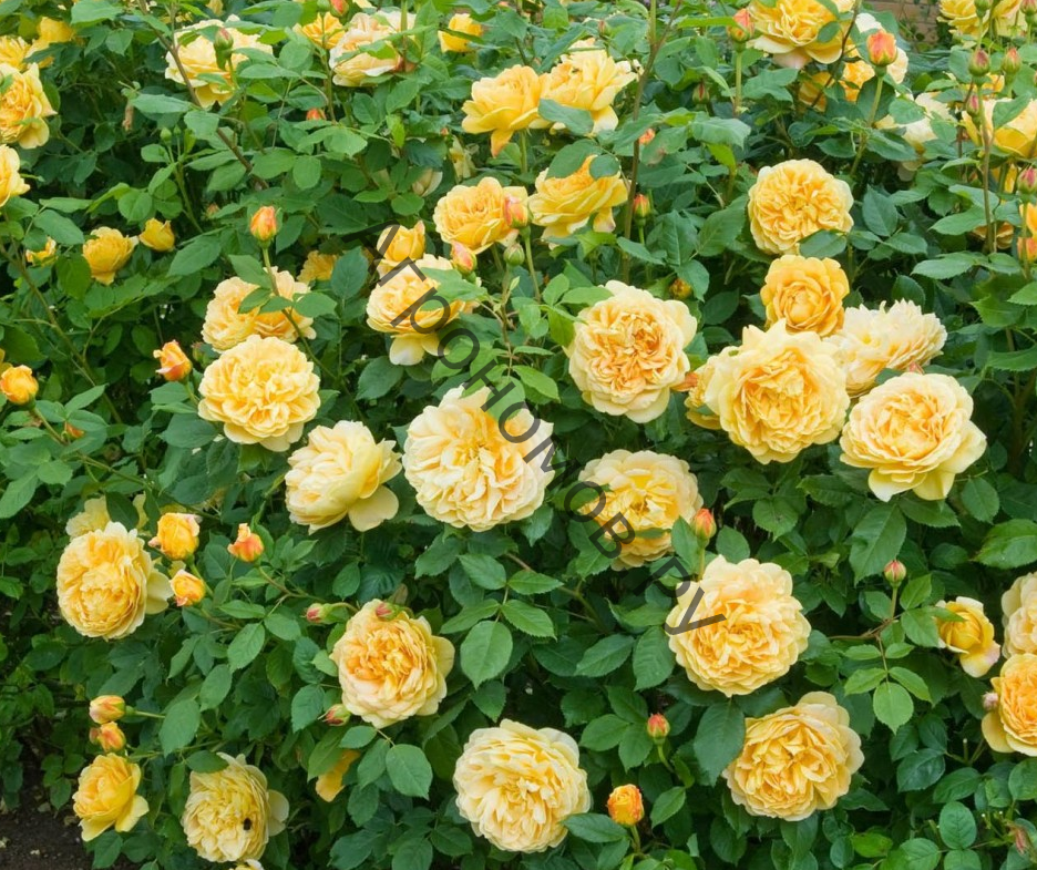 роза парковая Соломонс Голд - фото 1