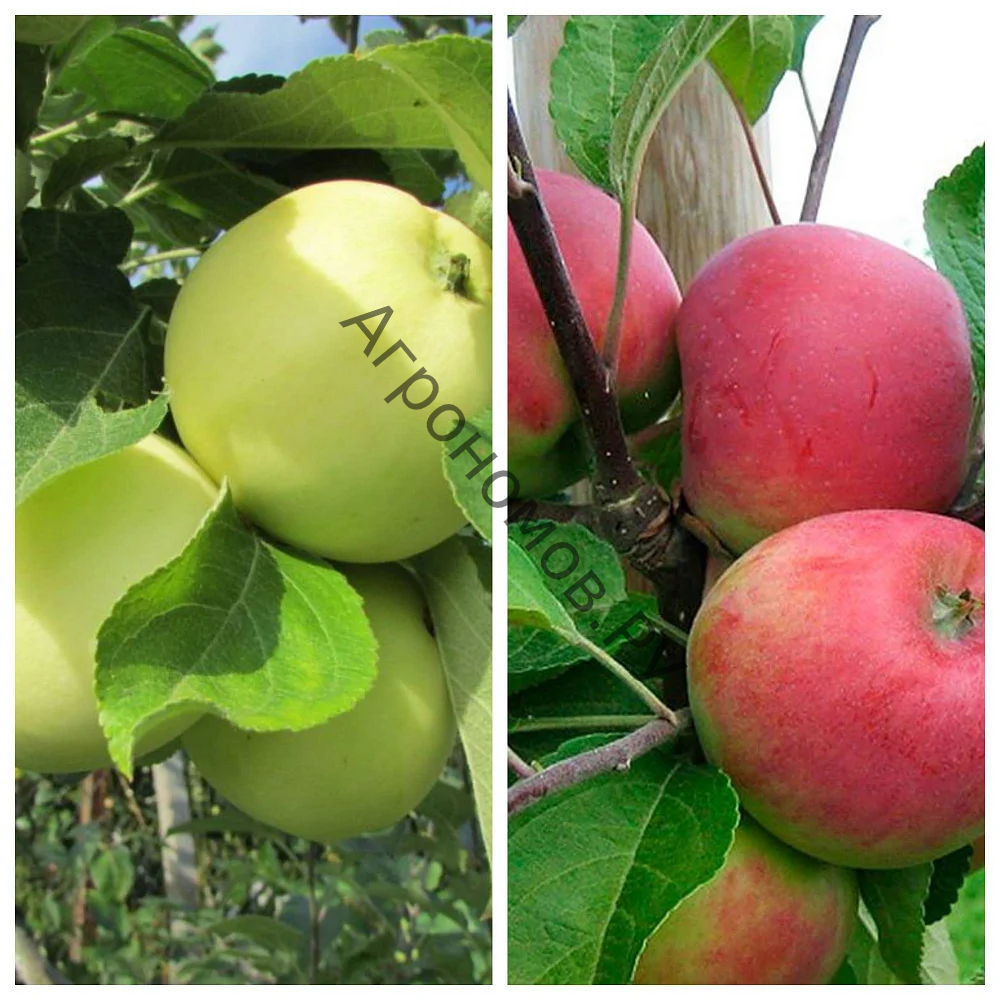 Дерево-сад (5 летка) яблоня 2 сорта Красное раннее - Налив белый - фото 1