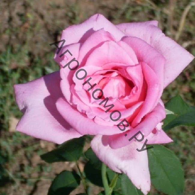 Роза чайно-гибридная Эйфель Тауэр - фото 1