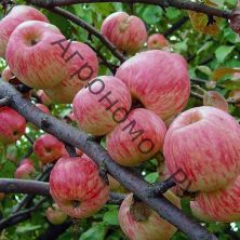 Дерево-сад (5 летка) яблоня 3 сорта Китайка Долго - Китайка золотая ранняя - Мелба