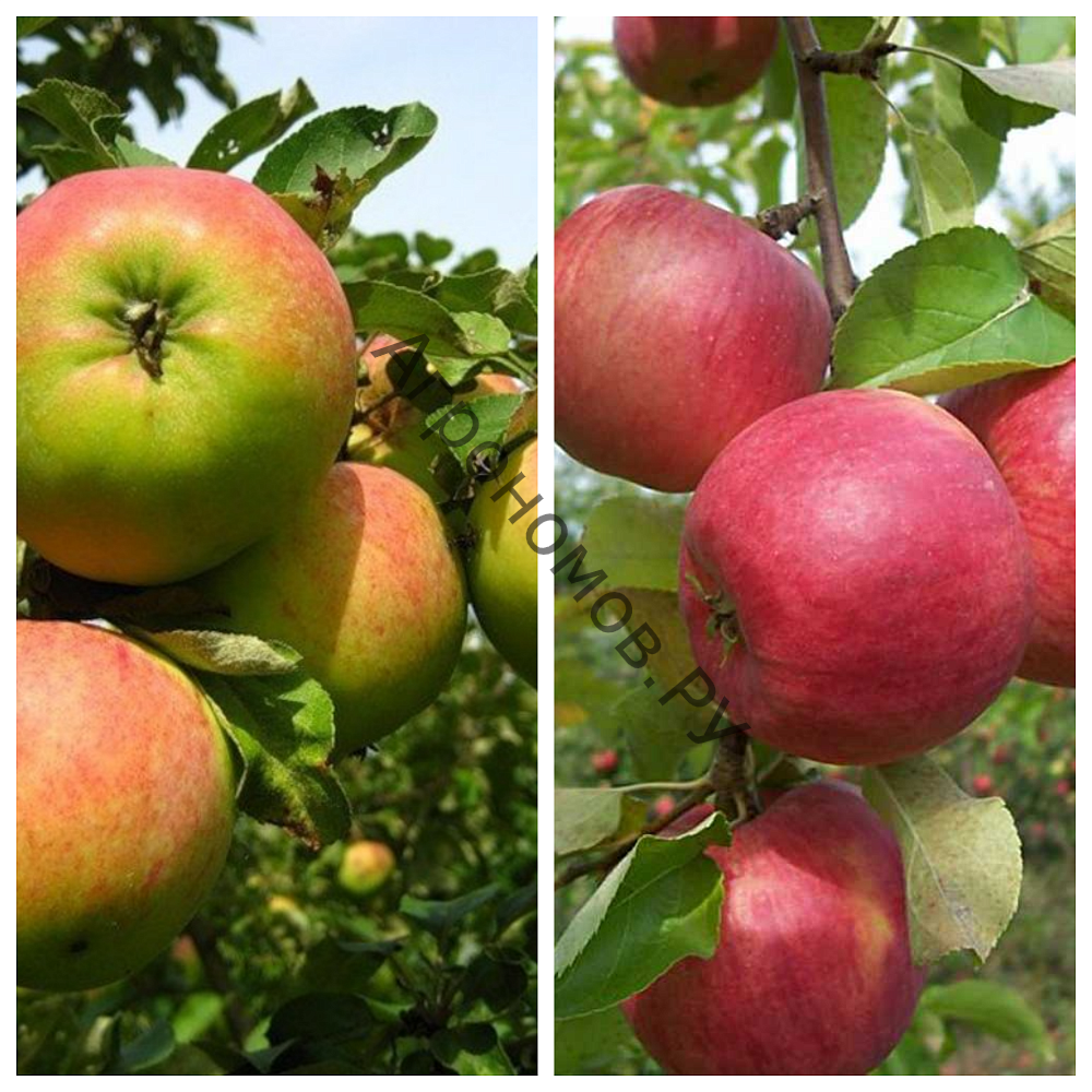Дерево-сад (3-4 летка) яблоня 2 сорта Орловим - Юбиляр - фото 1