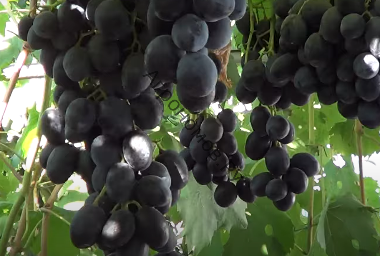 Виноград плодовый Руслан (Ивлен)  - фото 1