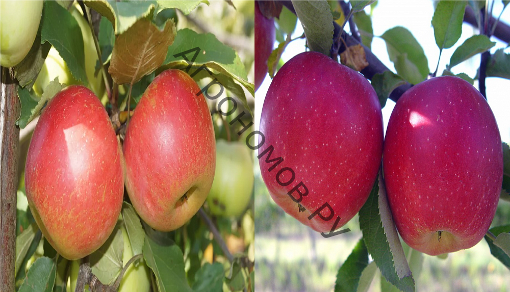 Дерево-сад (3-4 летка) яблоня 2 сорта Орловим - Красное раннее - фото 1