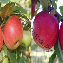 Дерево-сад (3-4 летка) яблоня 2 сорта Орловим - Красное раннее