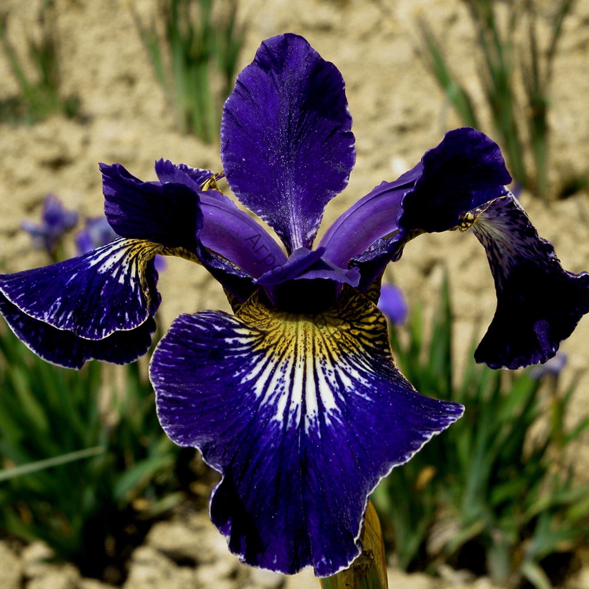 Ирис Сибирский Iris sibirica