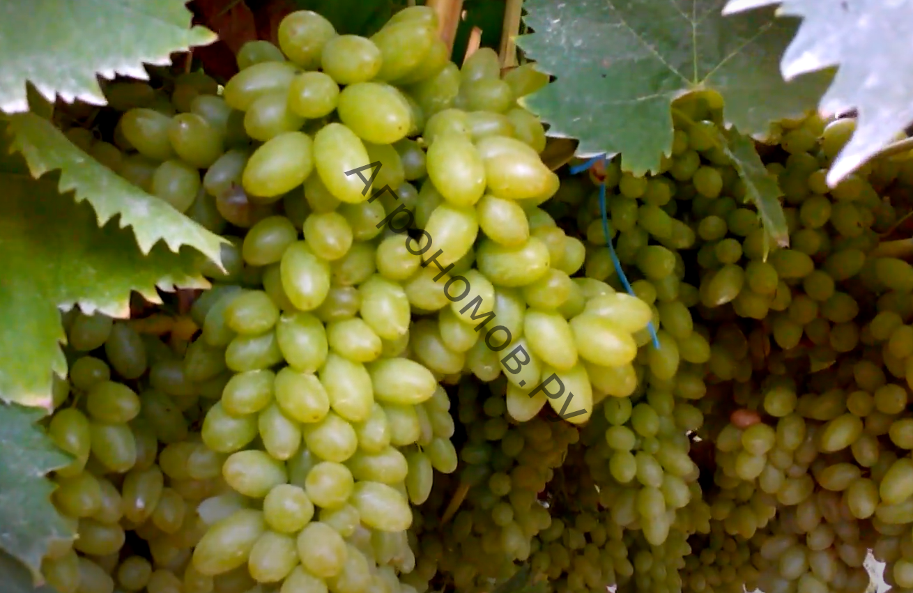 Виноград плодовый Кишмиш столетие - фото 1