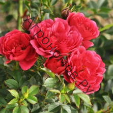 Роза миниатюрная Пикси Моув 