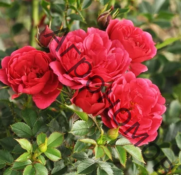 Роза миниатюрная Пикси Моув  - фото 1