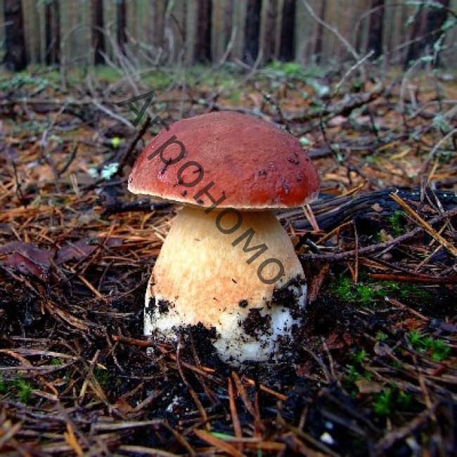 Белый гриб сосновый - фото 1