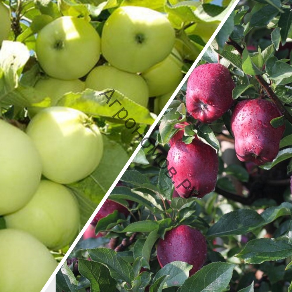 Дерево-сад (5 летка) яблоня 2 сорта Кандиль орловский - Налив белый - фото 1
