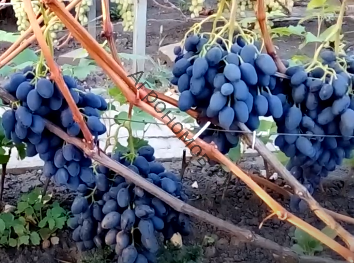 Виноград плодовый Надежда АЗОС  - фото 1