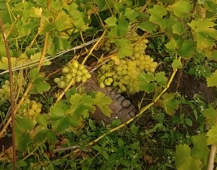Виноград плодовый Августин  - фото 1