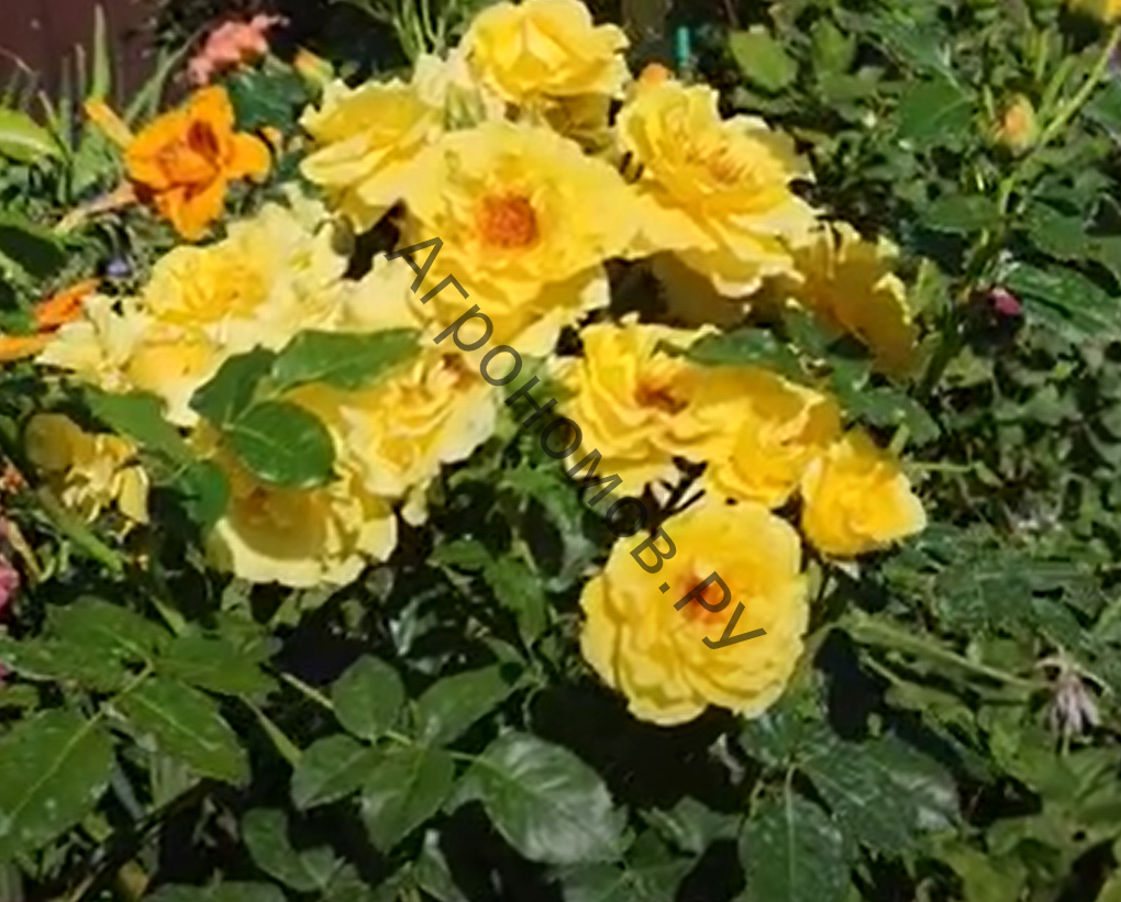 Роза парковая Рейн Лючия - фото 1