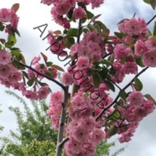 Яблоня колоновидная Розовая сказка