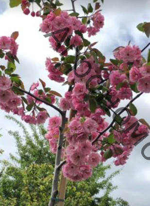 Яблоня колоновидная Розовая сказка - фото 1