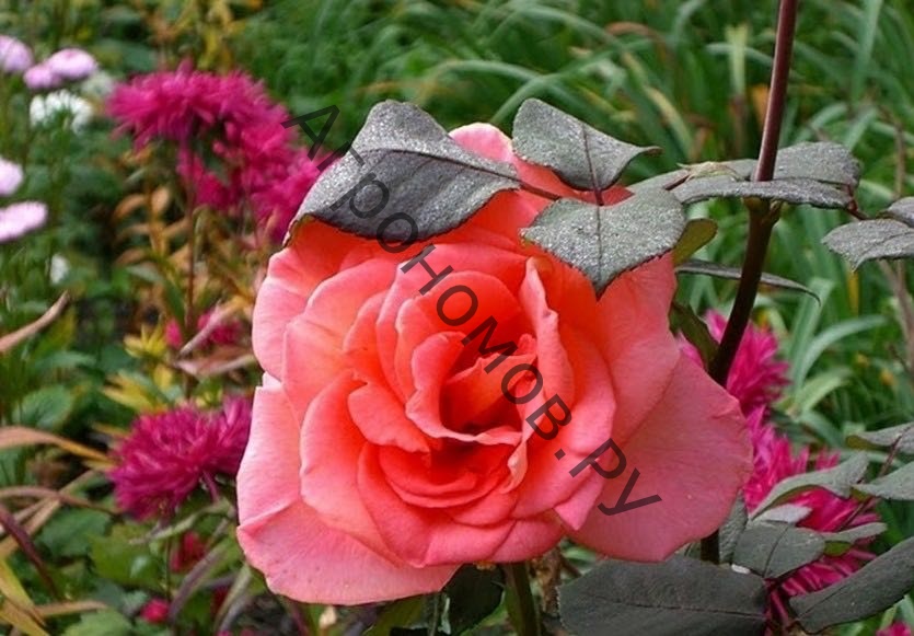 Роза чайно-гибридная Амбасадор - фото 1