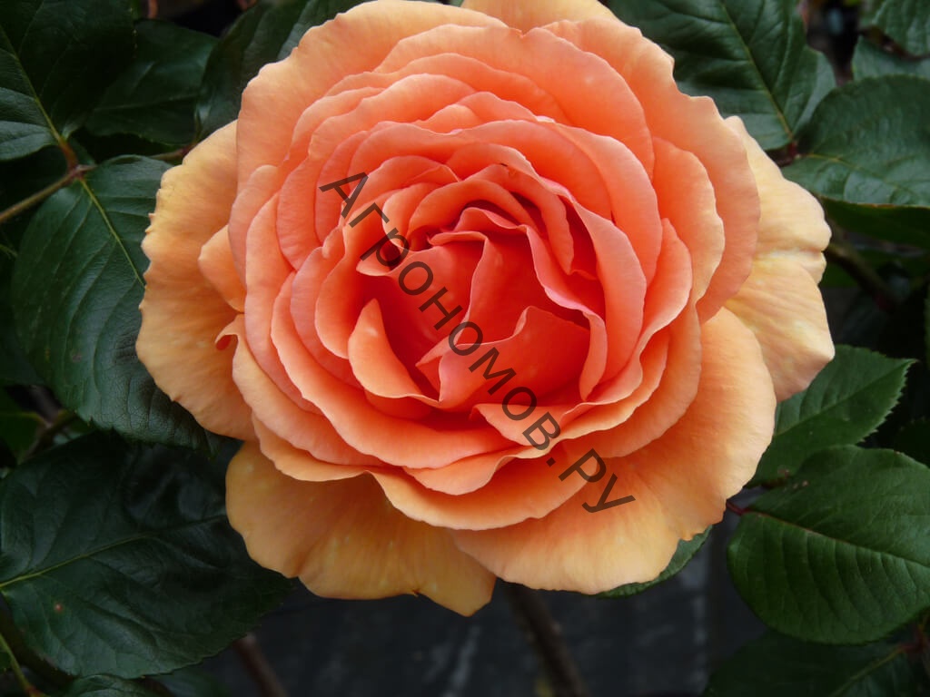 Роза чайно-гибридная Ашрам - фото 1