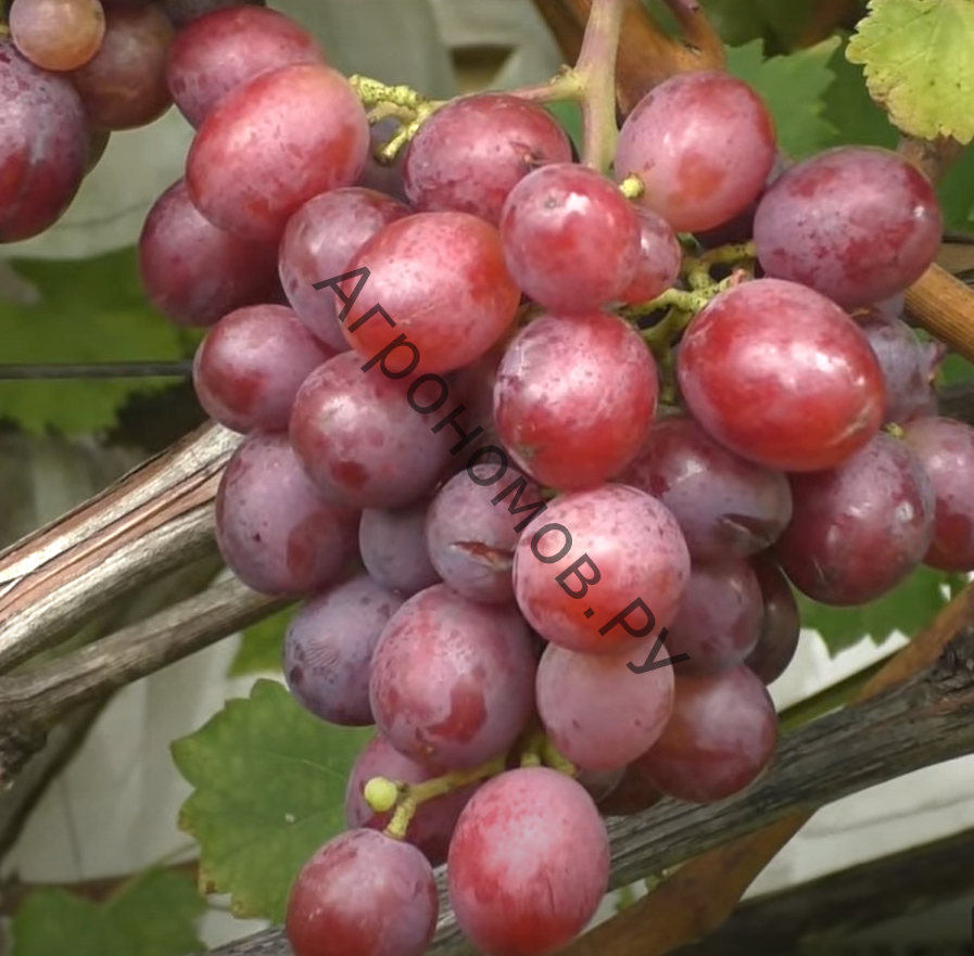 Саженцы виноград плодовый Сенатор (Павловского) - фото 1
