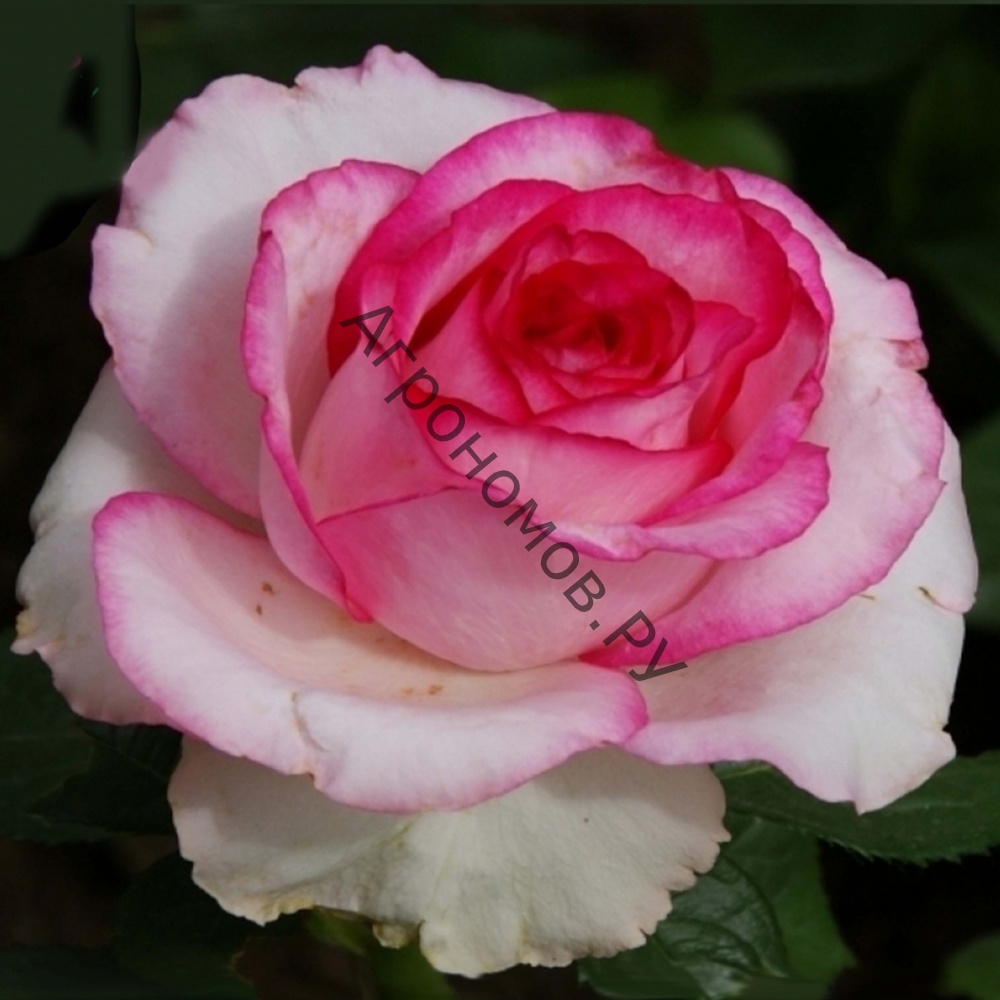 Роза чайно-гибридная Дольче Вита - фото 1