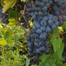 Виноград плодовый Левокумский
