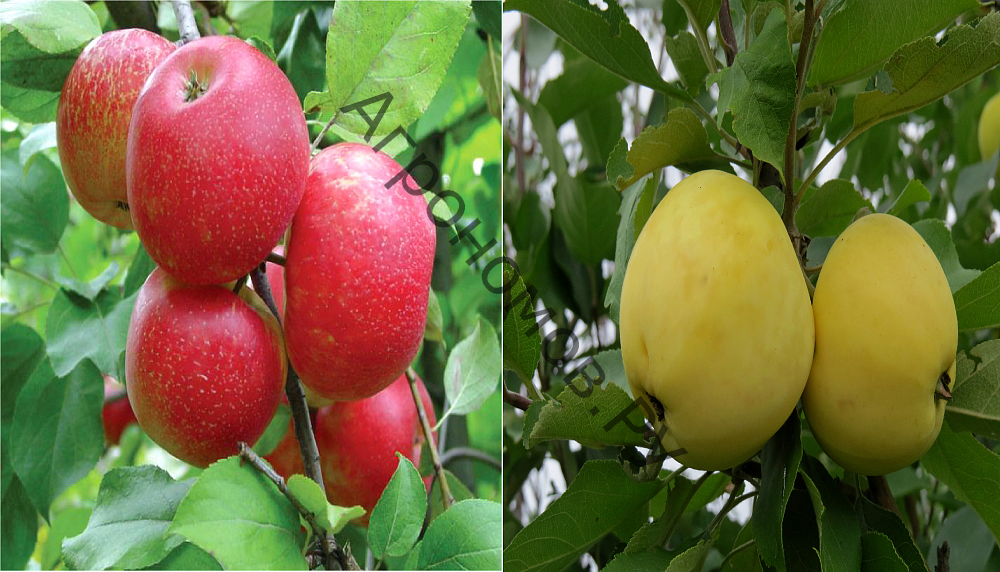Дерево-сад (5 летка) яблоня 2 сорта Хоней Крисп - Налив белый - фото 1