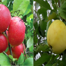 Дерево-сад (5 летка) яблоня 2 сорта Хоней Крисп - Налив белый