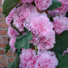 Шток-роза (Мальва) розовая Пленифлора Роуз