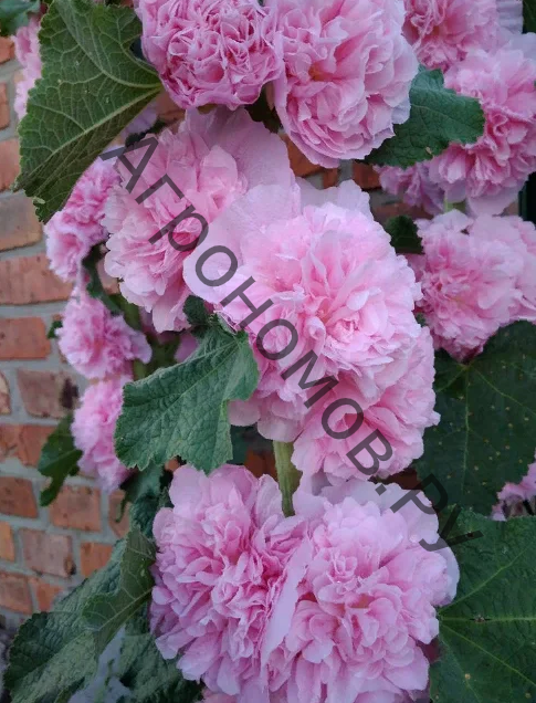 Шток-роза (Мальва) розовая Пленифлора Роуз - фото 1