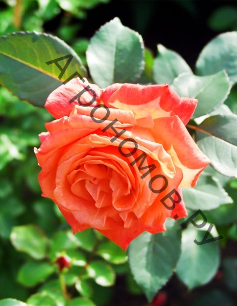 Роза чайно-гибридная Моника - фото 1