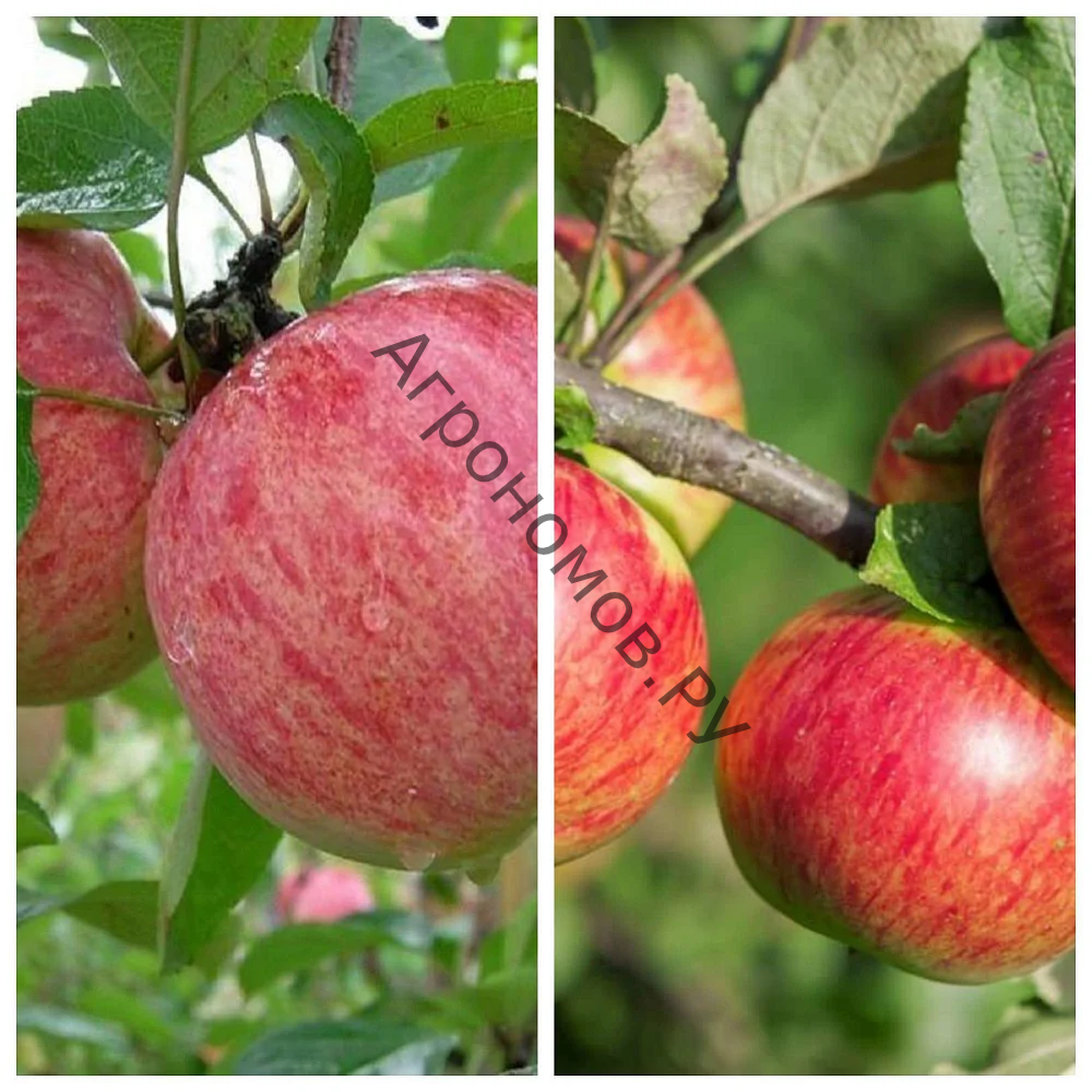Дерево-сад (2-3 летка) яблоня 2 сорта Коричное полосатое - Медуница - фото 1