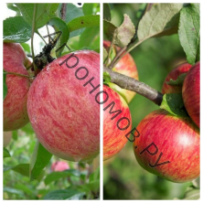 Дерево-сад (2-3 летка) яблоня 2 сорта Коричное полосатое - Медуница