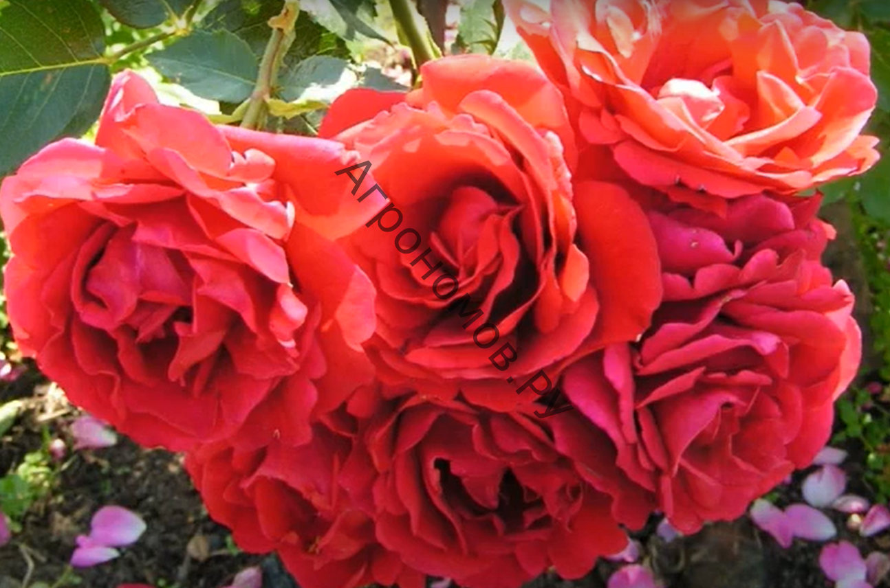 Роза канадская парковая Джон Франклин - фото 1