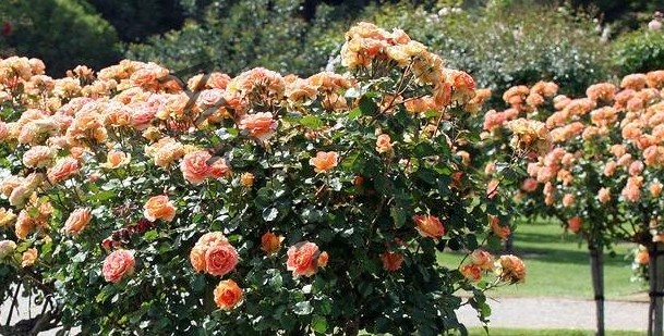 Роза Ибица штамб - фото 1