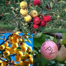 Дерево-сад (5 летка) яблоня 2 сорта Юбиляр - Китайка золотая ранняя
