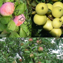 Дерево-сад (5 летка) яблоня 2 сорта Налив белый - Грушовка Московская