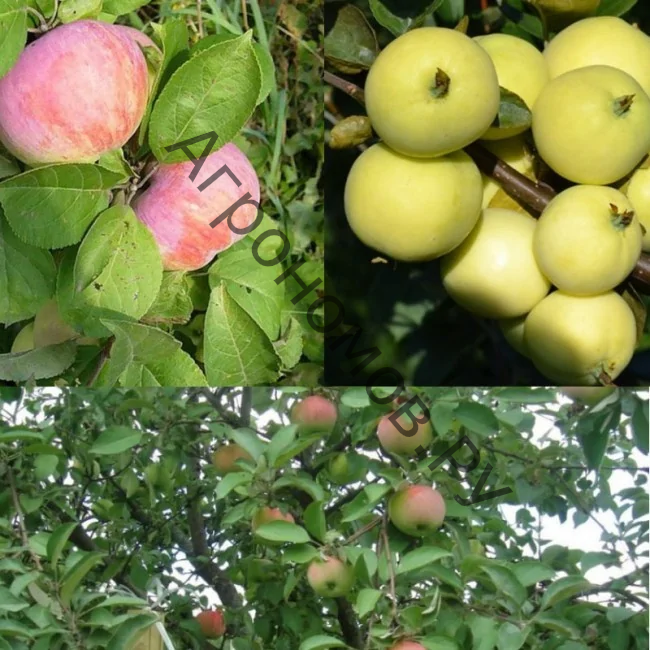 Дерево-сад (5 летка) яблоня 2 сорта Налив белый - Грушовка Московская - фото 1